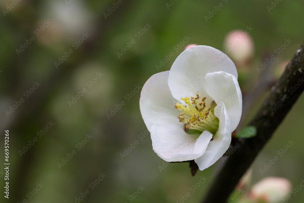 Close up many delicate white blossoms of white Chaenomeles japonica shrub, commonly known as Japanese or Maule's quince Close up many delicate white blossoms of white Chaenomeles japonica shrub, commonly known as Japanese or Maule's quince