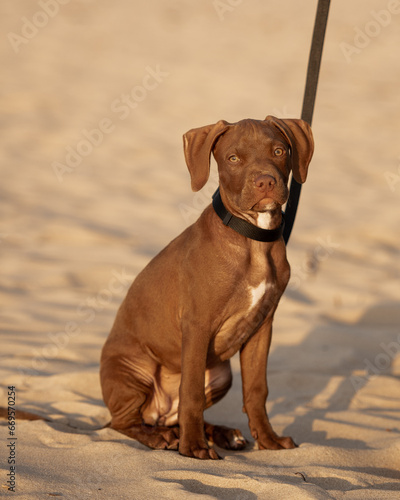 cute puppy on the beach
