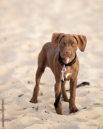 dog with long ears on the beach © Sindija