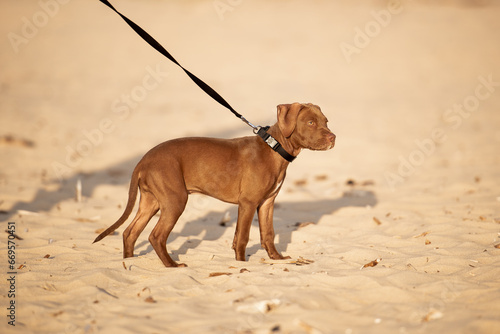 dog on the beach