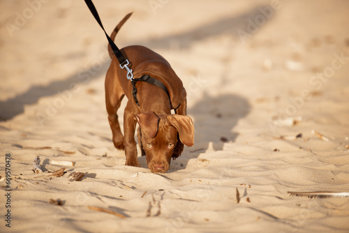 dog sniffing on the beach