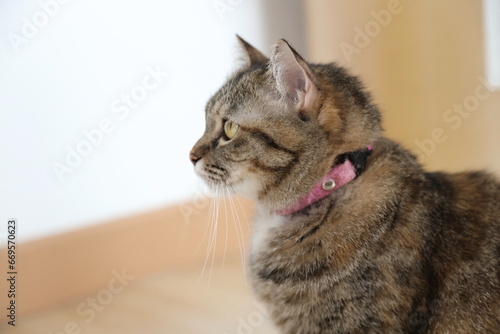 Adult Tabby Cat © kimberrywood
