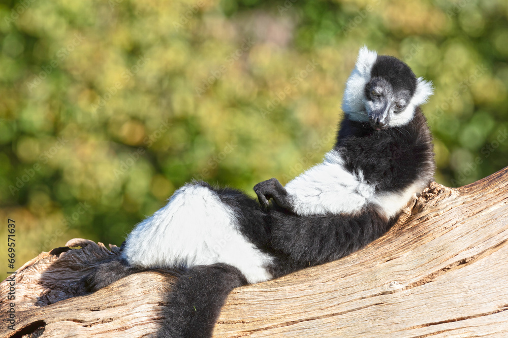 Endemic Black-and-white ruffed lemur