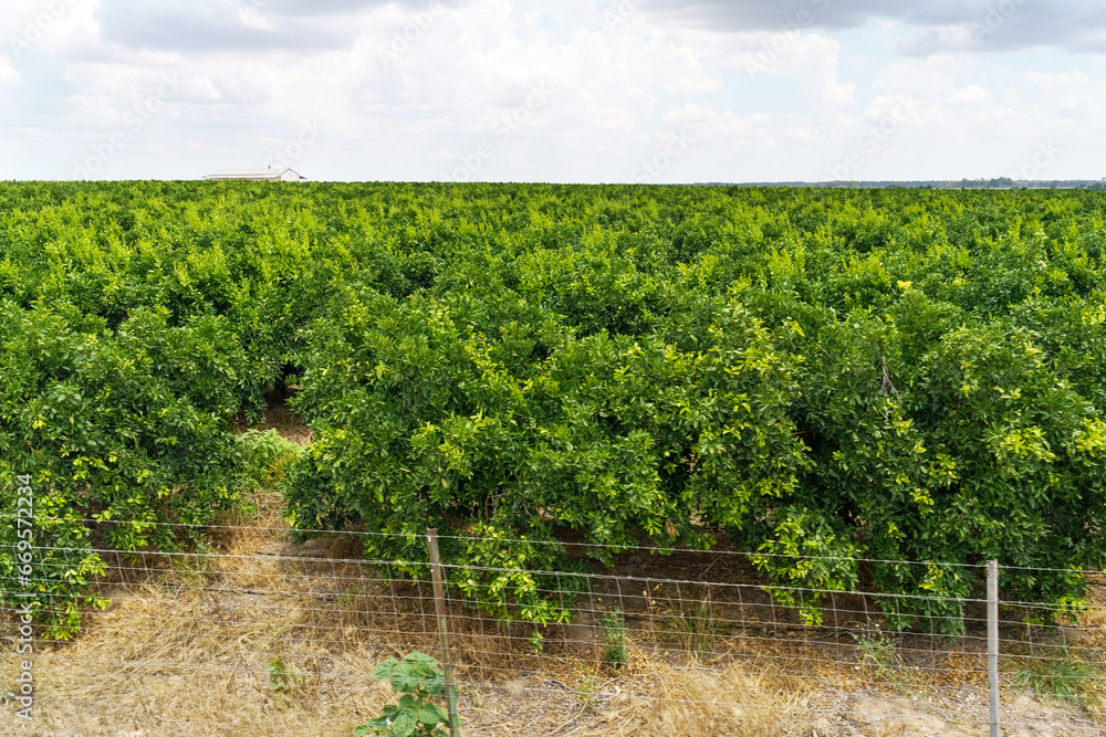 Naklejka premium Field with orange trees, orange orchard.