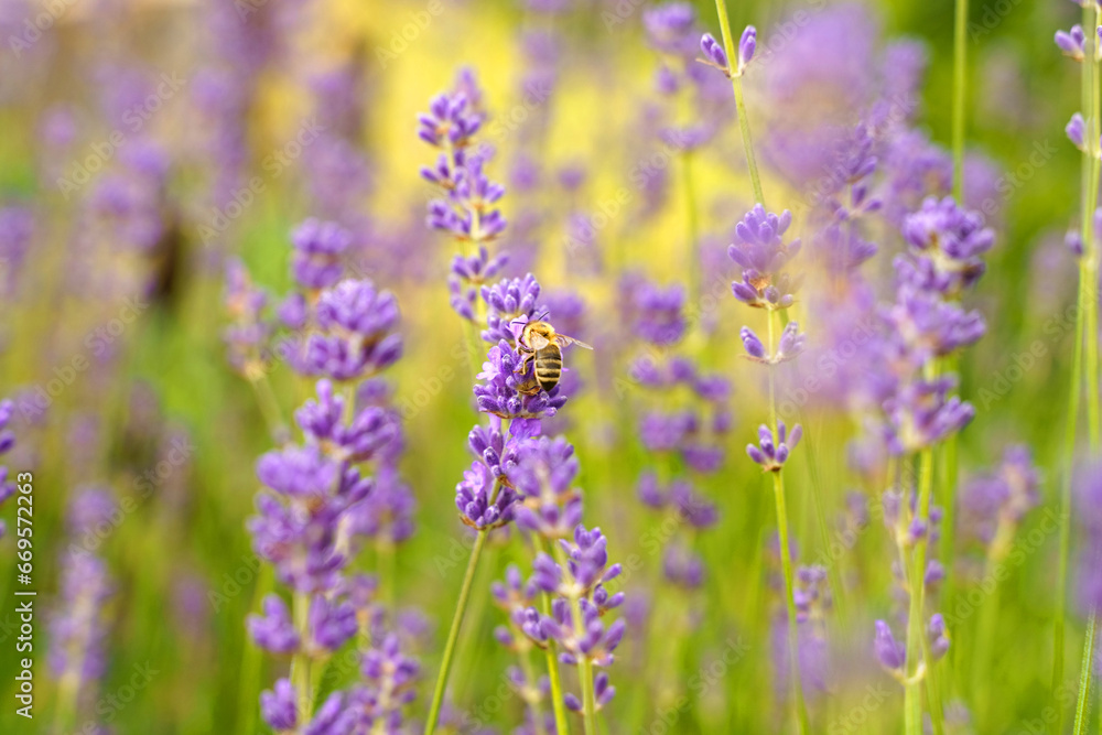 A bee pollinates a flower of a lavender plant A bee pollinates a flower of a lavender plant