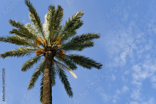 Palm tree branches against the blue sky.