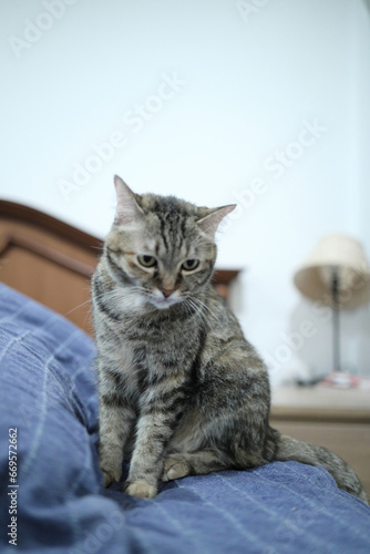 Adult Tabby Cat © kimberrywood