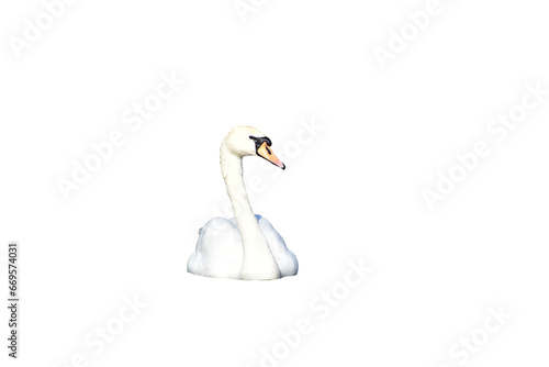 Fototapeta Naklejka Na Ścianę i Meble -  The white mute swan is out front.