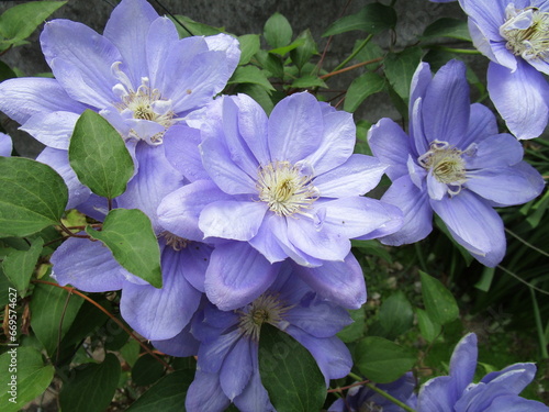 クレマチス（テッセン）の花
