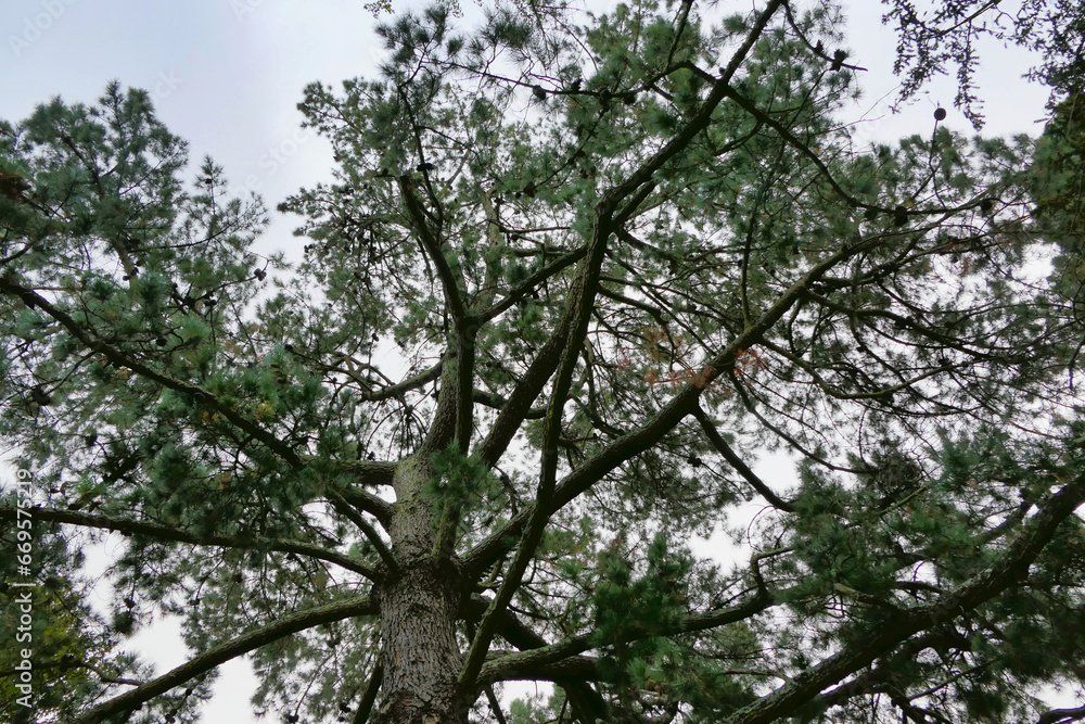 Tree canopy of Pinus pinaster full of pine cones. Also known as Maritime Pine
