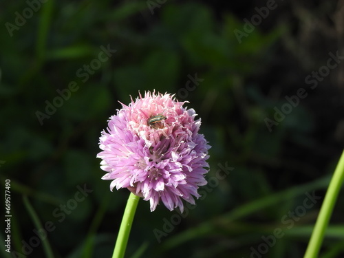 ciboulette