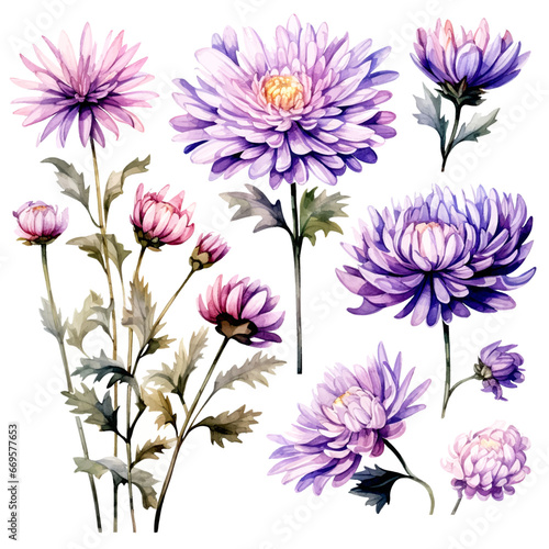 Set of lavender floral watecolor. flowers and leaves. Floral poster, invitation floral. Vector arrangements for greeting card or invitation design © IMRON HAMSYAH
