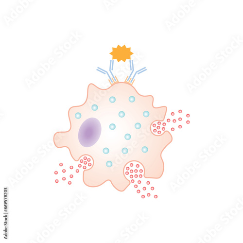 Hypersensitivity Reaction Scientific Design. Vector Illustration.