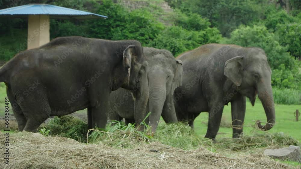 Three elephants are laying elephant dung and two elephants are eating grass Three elephants are laying elephant dung and two elephants are eating grass