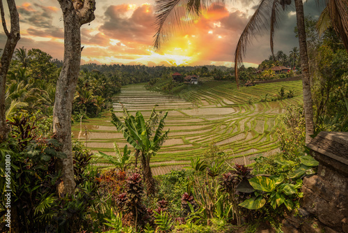 Rice terraces in the evening light. Beautiful green rice terraces overlooking the countryside. View of the rice terrace in Blimbing and Pupuan, Bali photo