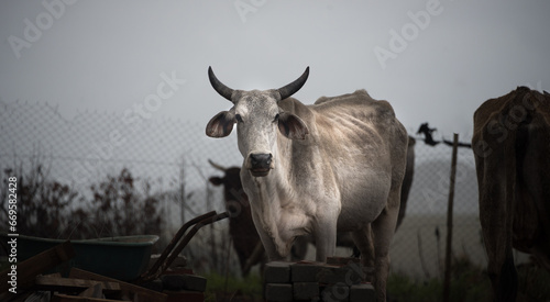 Fototapeta Naklejka Na Ścianę i Meble -  African cow on the pasture in a rural backyard of an African village