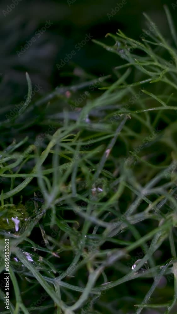 Big bunch of fresh green dill isolated on white background. High quality 4k footage Big bunch of fresh green dill isolated on white background. High quality 4k footage