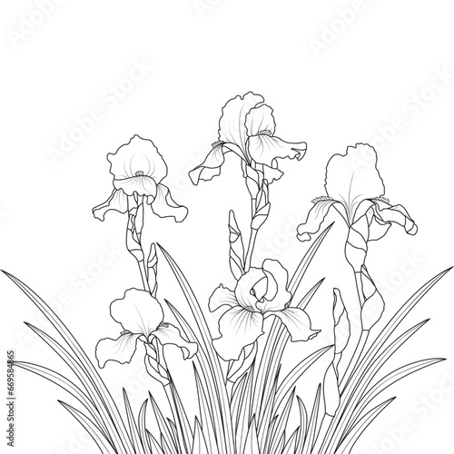 Line art iris flower on white background, vector illustration