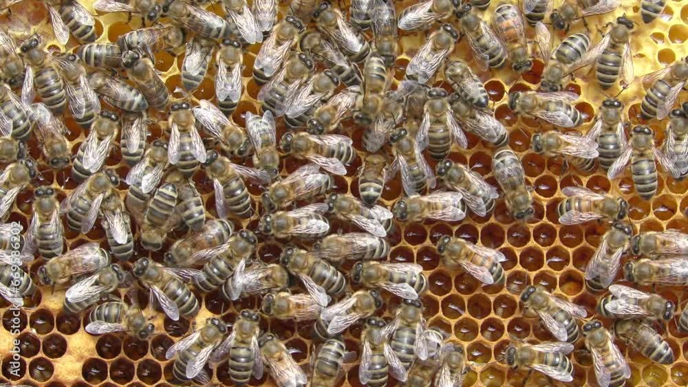 Bees work inside the hive, they process flower nectar into honey. Bees work inside the hive, they process flower nectar into honey.