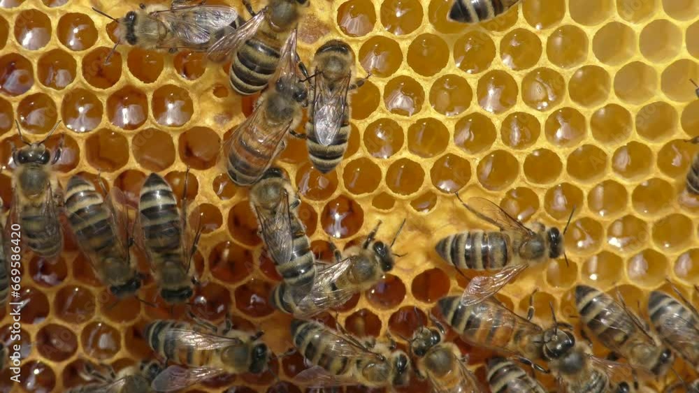 Bees work inside the hive, they process flower nectar into honey. Bees work inside the hive, they process flower nectar into honey.