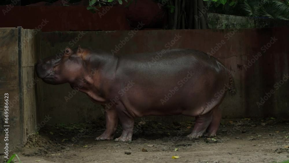 A hippopotamus smells a wall in a zoo A hippopotamus smells a wall in a zoo