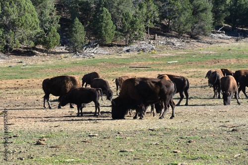 Herd of bison or American buffalo in a field