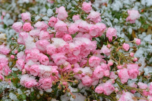 A branch with numerous flowers of delicate pink roses freezes under the first snow in the garden close-up.