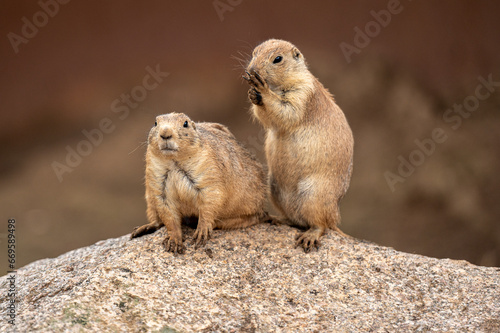Chiens de prairie