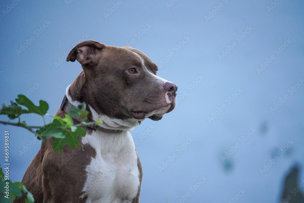 male Pitbull male Pitbull