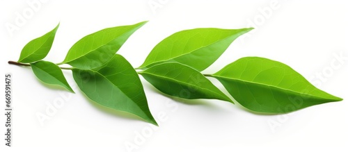 Isolated green leaf on white background for flora concept design