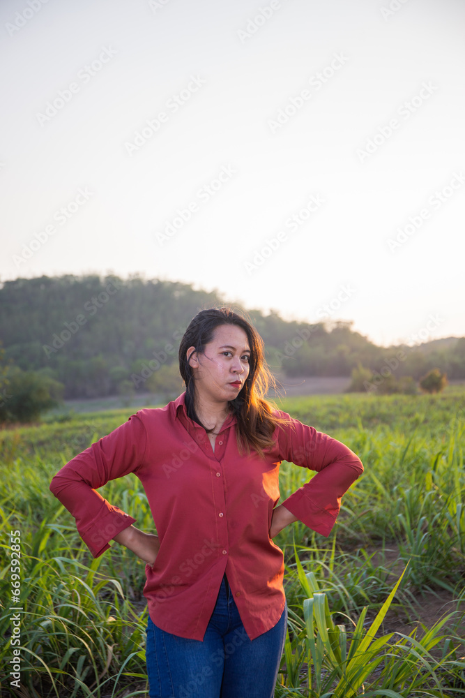 asian Woman agriculturist is on the sugarcane farm asian Woman agriculturist is on the sugarcane farm