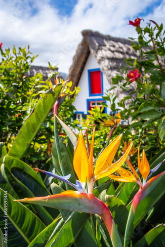 Bird of paradise flower (Strelitzia) with traditional house in Santana on background, Madeira island, Portugal