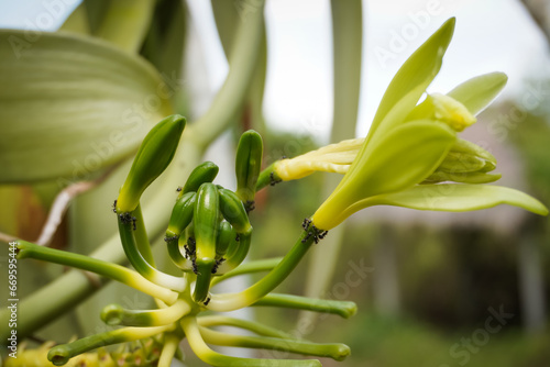 Cultivated flat leaved vanilla planifolia orchid flower and young fruits. Concept for modern agriculture, organic farming, home gardening and planting hobby. photo