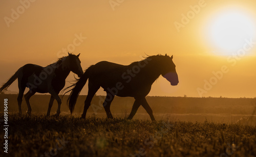 Wild Horses at Sunset in the Utah Desert