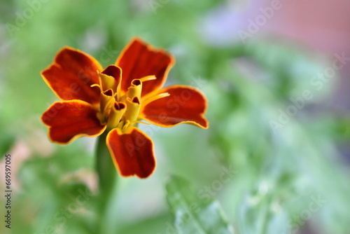 French Marigold flower (tagete patula "flor de muertos") background