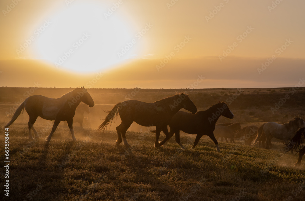 Wild Horses at Sunset in the Utah Desert Wild Horses at Sunset in the Utah Desert