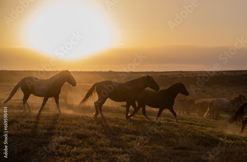Wild Horses at Sunset in the Utah Desert