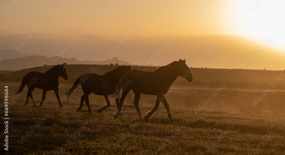 Wild Horses at Sunset in the Utah Desert Wild Horses at Sunset in the Utah Desert
