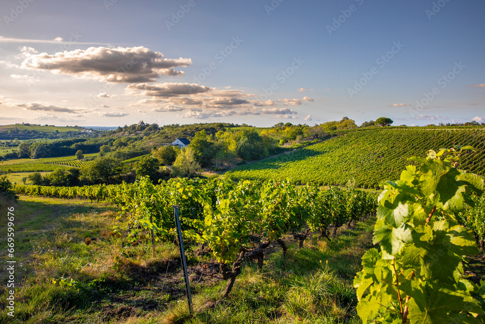 Paysage de vigne en France, vignoble d'Anjou dans le Layon avant les vendanges d'automne.