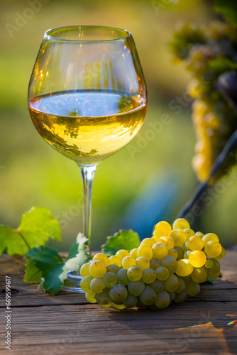 Verre de vin blanc au milieu des vignes et grappe de raisin en automne.