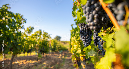 Grappe de raisin noir ou pourpre dans les vigne au soleil en France. photo