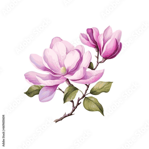 Beautiful magnolia flower branch with leaves watercolor paint on white background