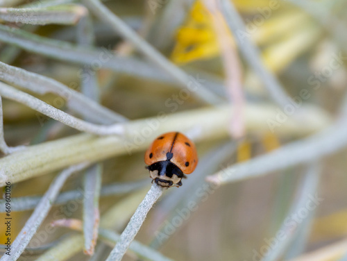 Coccinella novemnotata, the nine-spotted ladybug or nine-spotted lady beetle, is a species of ladybug native to North America 
