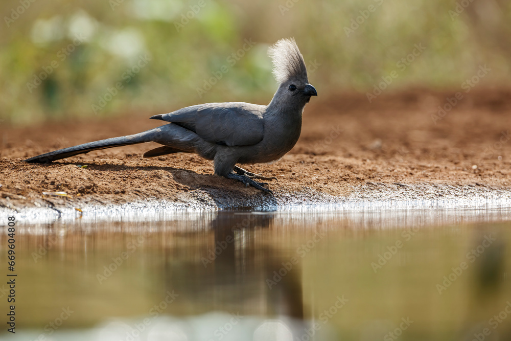 Obraz premium Grey go away bird along waterhole backit in Kruger National park, South Africa ; Specie Corythaixoides concolor family of Musophagidae