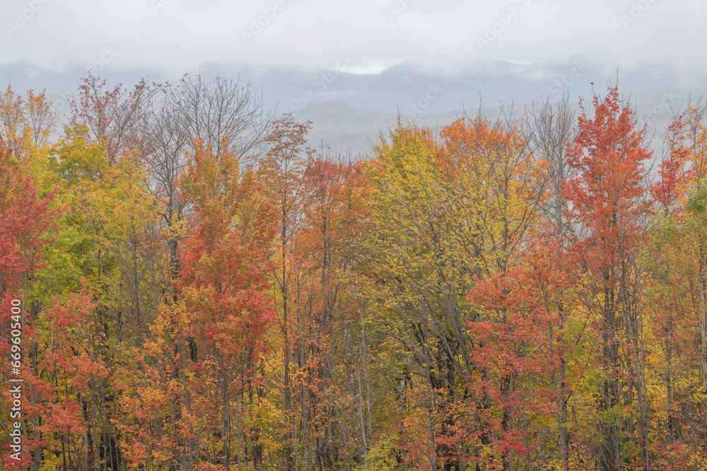 October foliage in the Twin-Zealand Range, White Mountains, New Hampshire