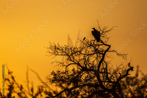 Hooded vulture perching on a tree at sunset in Kruger National park, South Africa ; Specie family Necrosyrtes monachus of Accipitridae