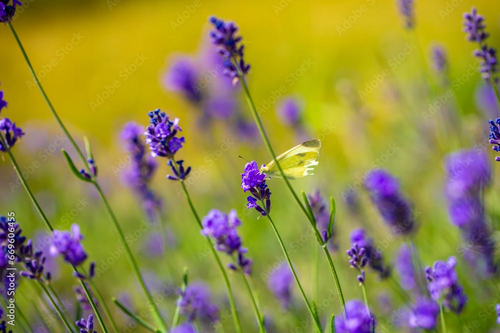 Butterflies on spring lavender flowers under sunlight. Beautiful landscape of nature with a panoramic view. Hi spring. long banner