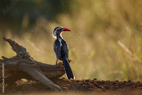 Southern Red billed Hornbill standing on a log at dawn in Kruger National park, South Africa ; Specie Tockus rufirostris family of Bucerotidae