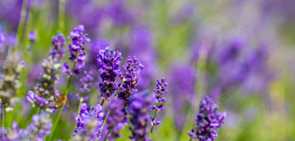 Fototapeta premium Spring lavender flowers under sunlight. Lilac flowers close up. Beautiful landscape of nature with a panoramic view. Hi spring. long banner