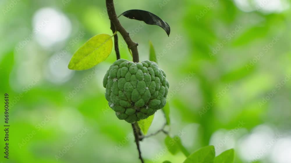 close up view of Custard apple